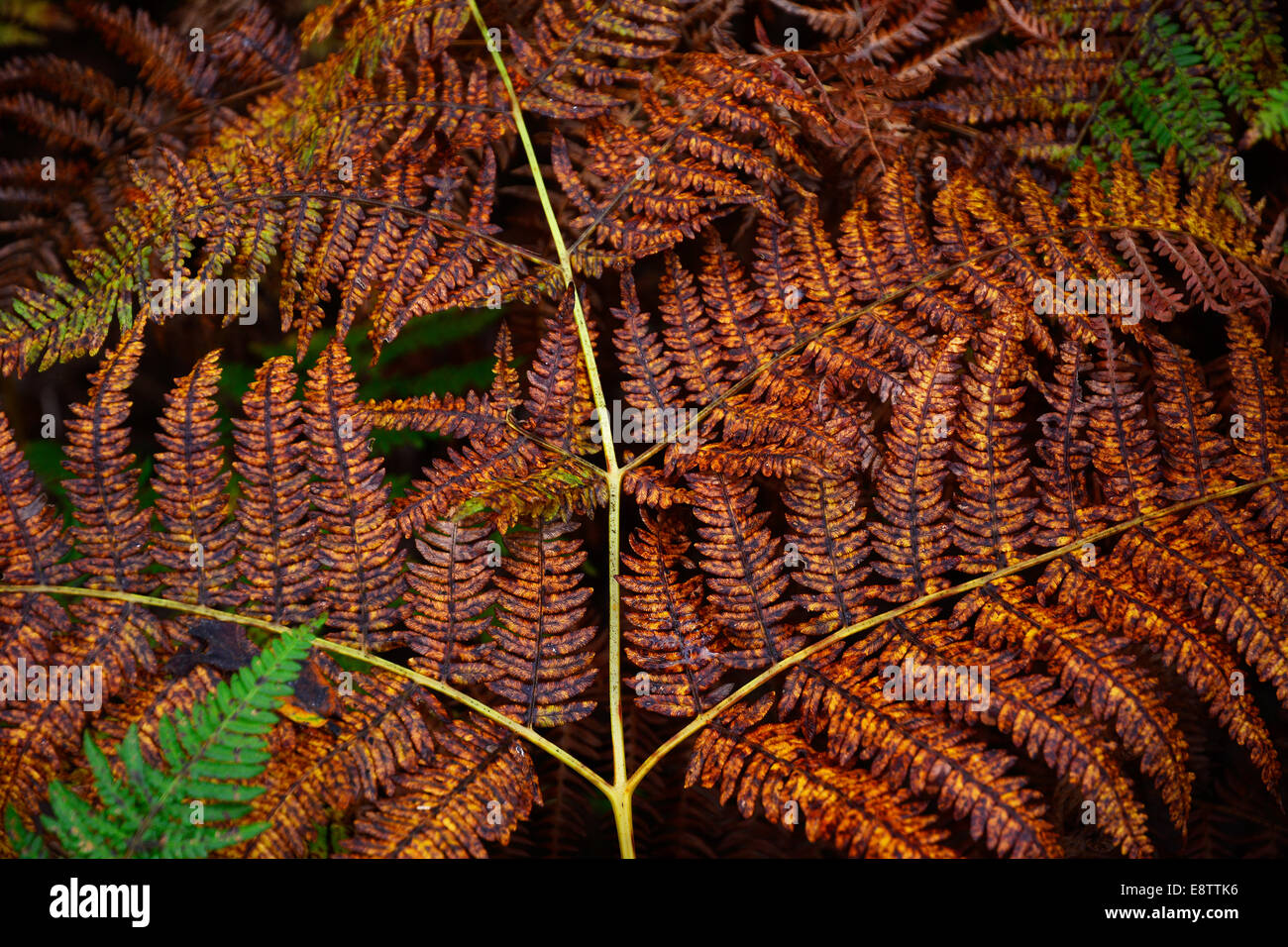 Farne im Herbst in den New Forest, Hampshire. Stockfoto