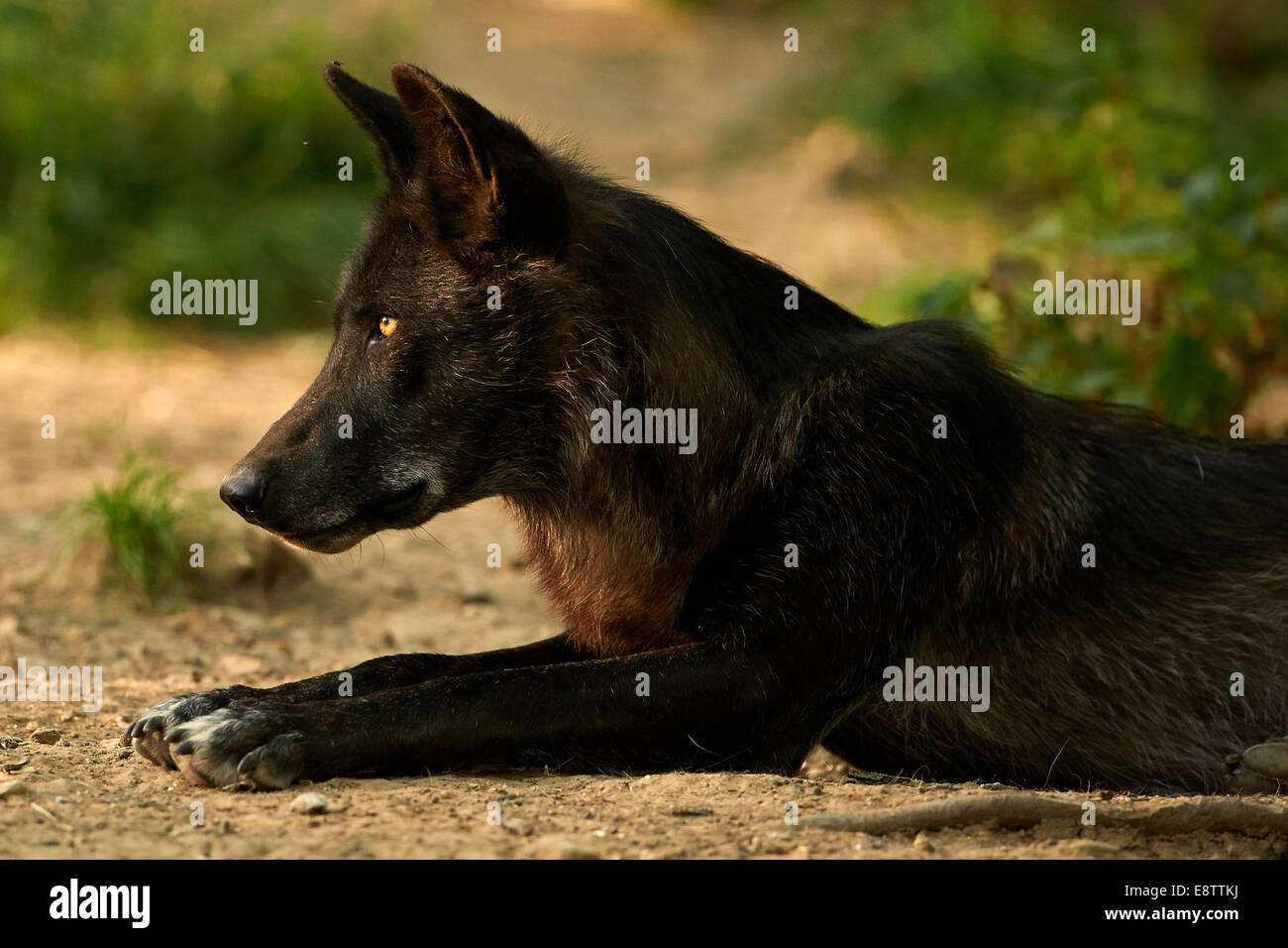 Eine schwarze farbige Variante eines grauen Wolf oder graue Wolf (Canis Lupus) Stockfoto