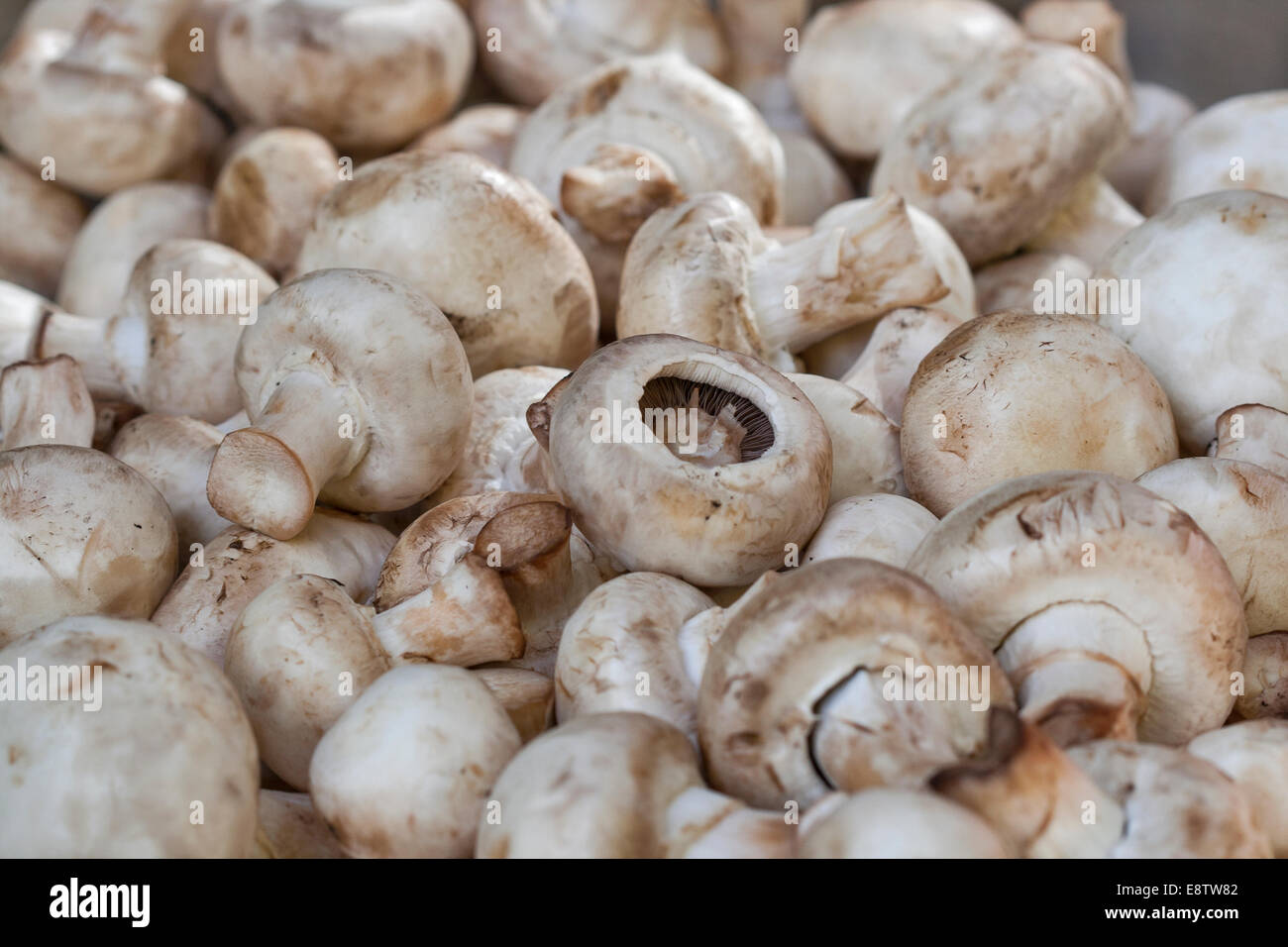 Rohe Champignons Champignon Hintergrund closeup Stockfoto