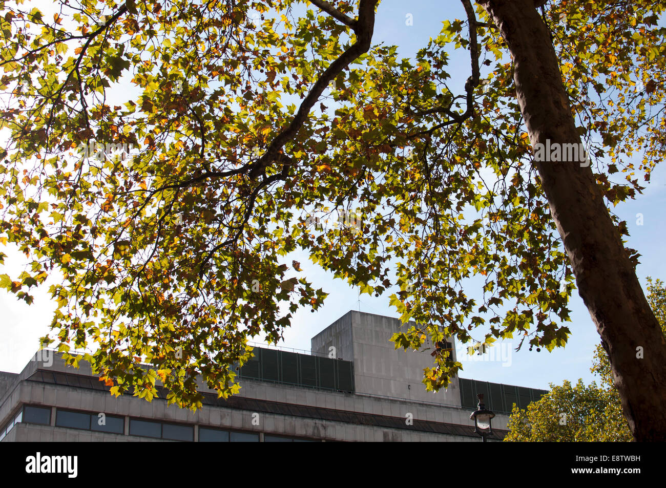 Ahornblättrige Platane Baum, Stadtzentrum London, UK Stockfoto
