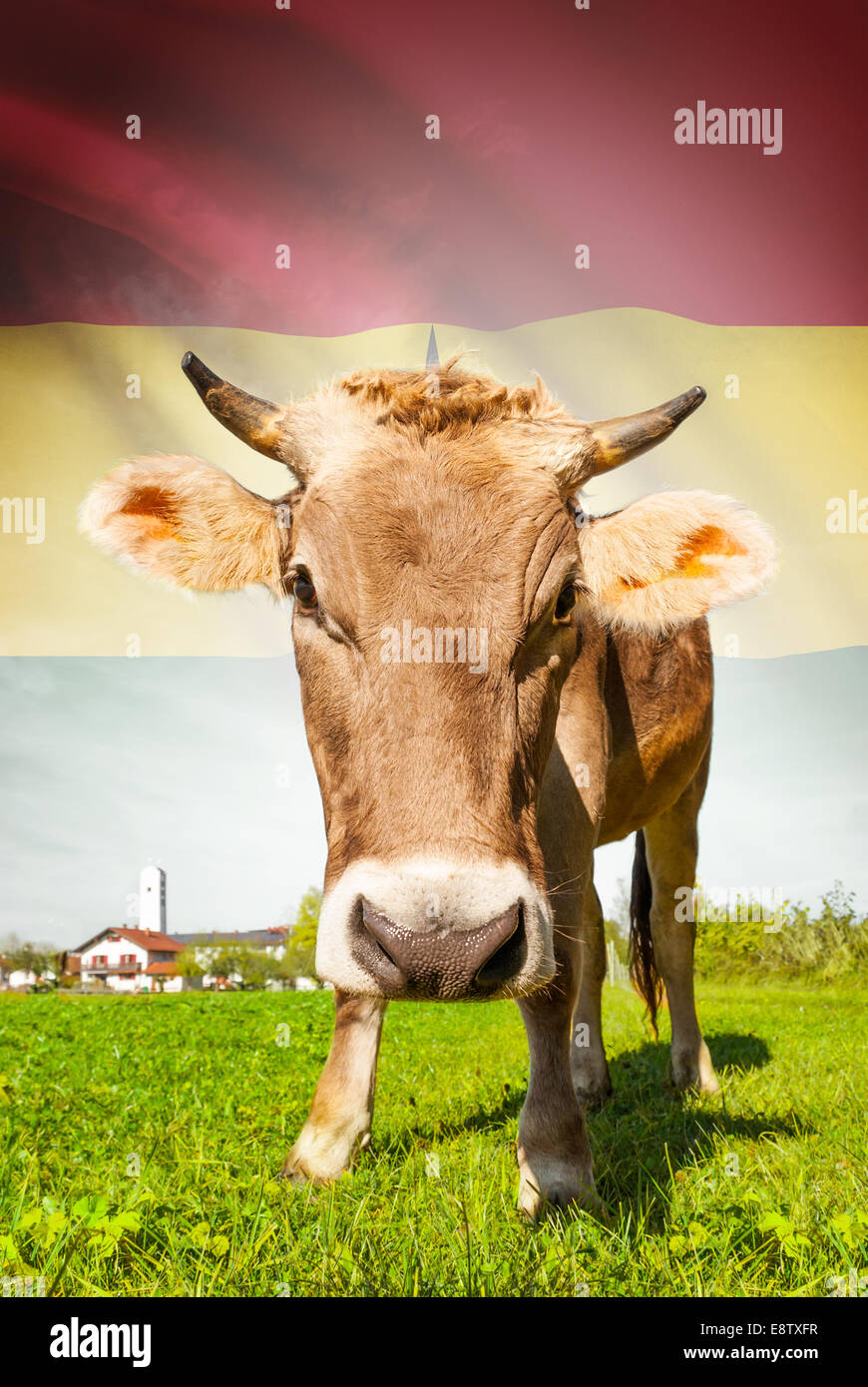 Kuh mit Fähnchen an Hintergrund-Serie - Ghana Stockfoto