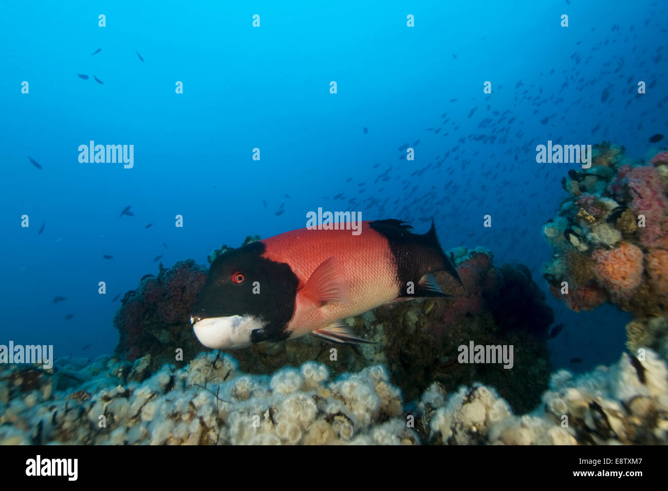 Unterwasser Sheephead Fisch am California Oil Rig Stockfoto