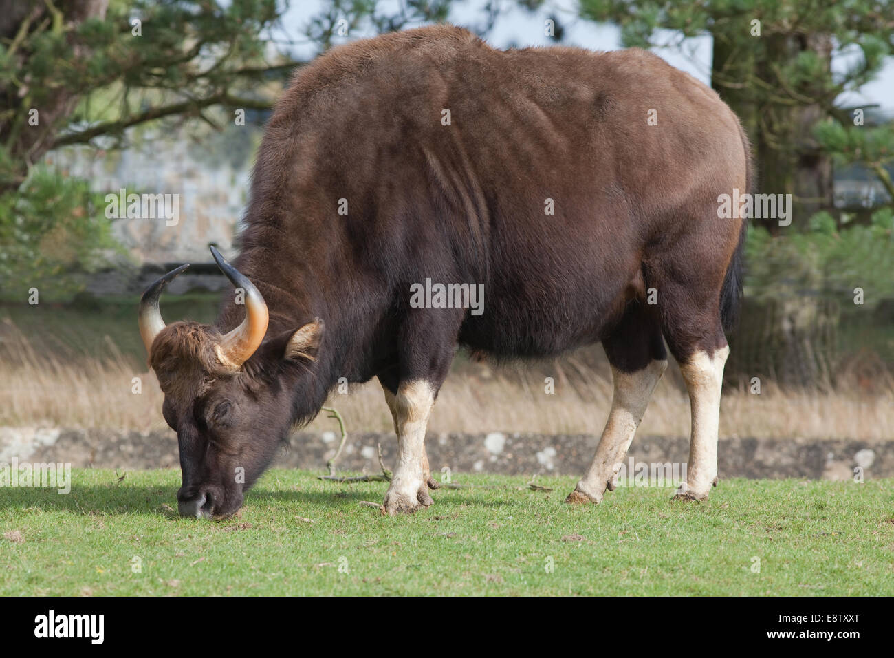 Gaur oder indische Bison, (Bos Gaurus). Größte aller wilden Rinder. Eingeborener nach Süden und Südwesten Asien. Hier in Whipsnade Zoo (ZSL), Stockfoto