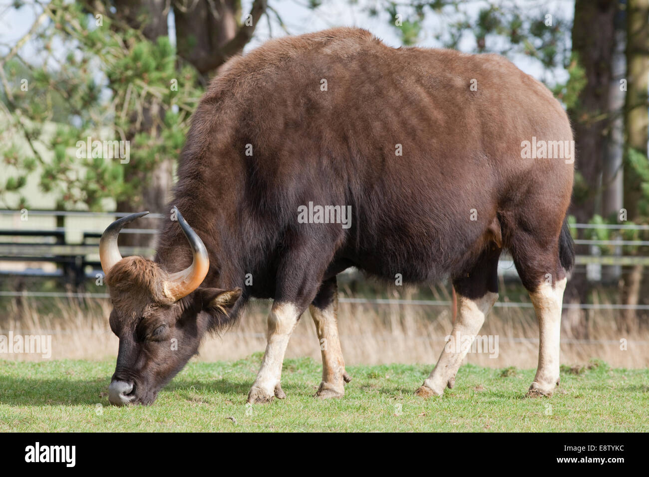 Gaur oder indische Bison, (Bos Gaurus). Größte aller wilden Rinder. Eingeborener nach Süden und Südwesten Asien. Hier in Whipsnade Zoo (ZSL), Stockfoto