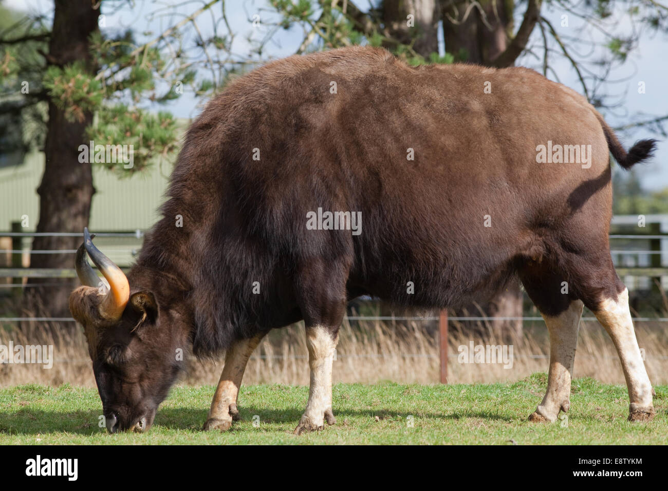 Gaur oder indische Bison, (Bos Gaurus). Größte aller wilden Rinder. Eingeborener nach Süden und Südwesten Asien. Hier in Whipsnade Zoo (ZSL), Stockfoto