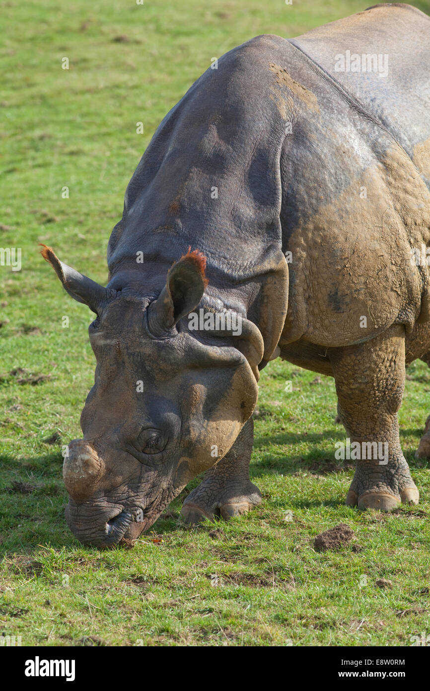 Asiatische oder indische einen gehörnten Nashorn (Rhinoceros Unicornis). Beweidung. Whipsnade Zoo, ZSL, Bedfordshire. England. UK Stockfoto