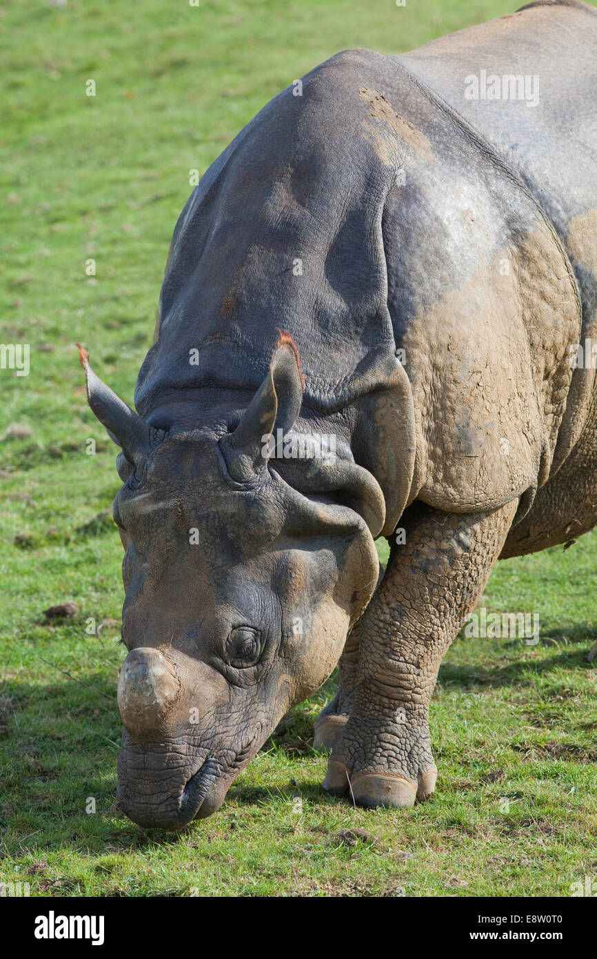Asiatische oder indische einen gehörnten Nashorn (Rhinoceros Unicornis). Beweidung. Whipsnade Zoo, ZSL, Bedfordshire. England. UK Stockfoto