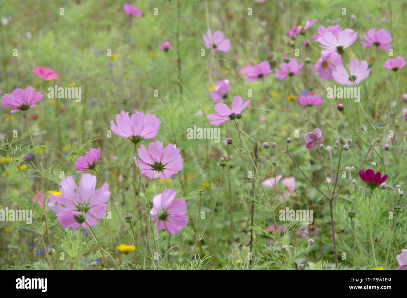 Wildblumenwiese Stockfoto