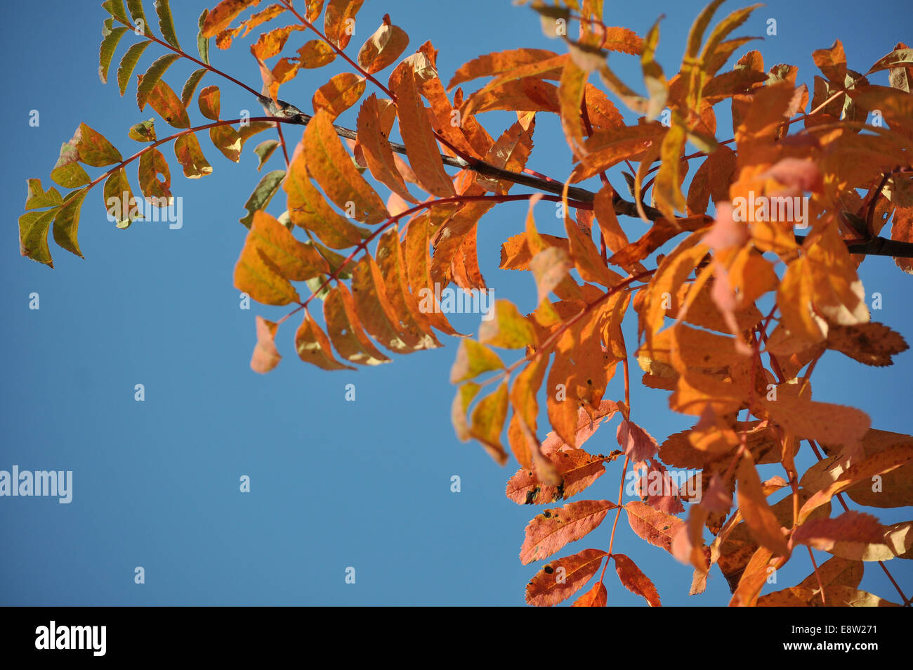 Goldene Blätter gegen den blauen Himmel. Abstrakter Hintergrund hell im Herbst Blätter auf den Zweigen und den blauen Himmel. Stockfoto