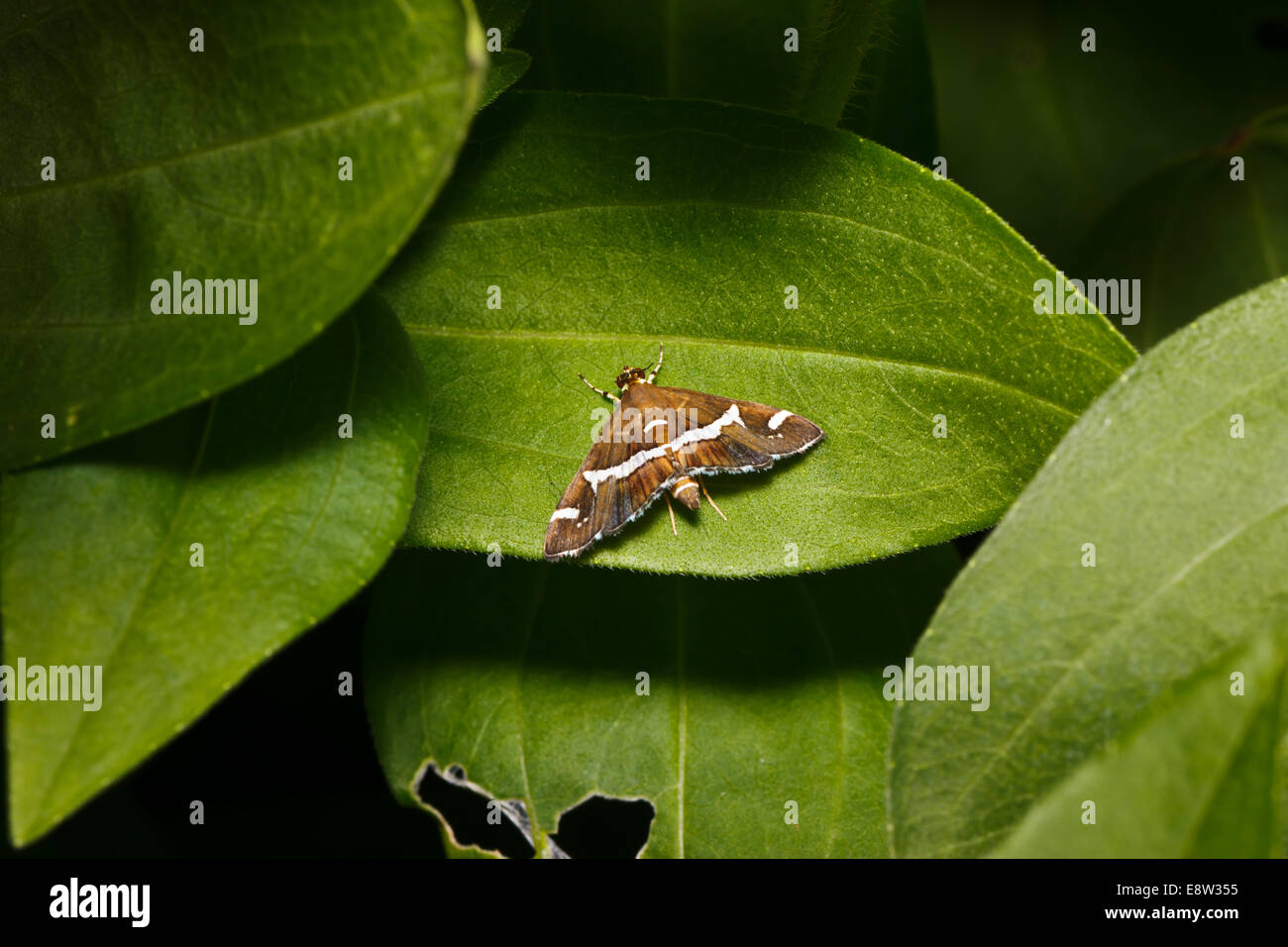 kleiner Schmetterling auf Blatt Stockfoto