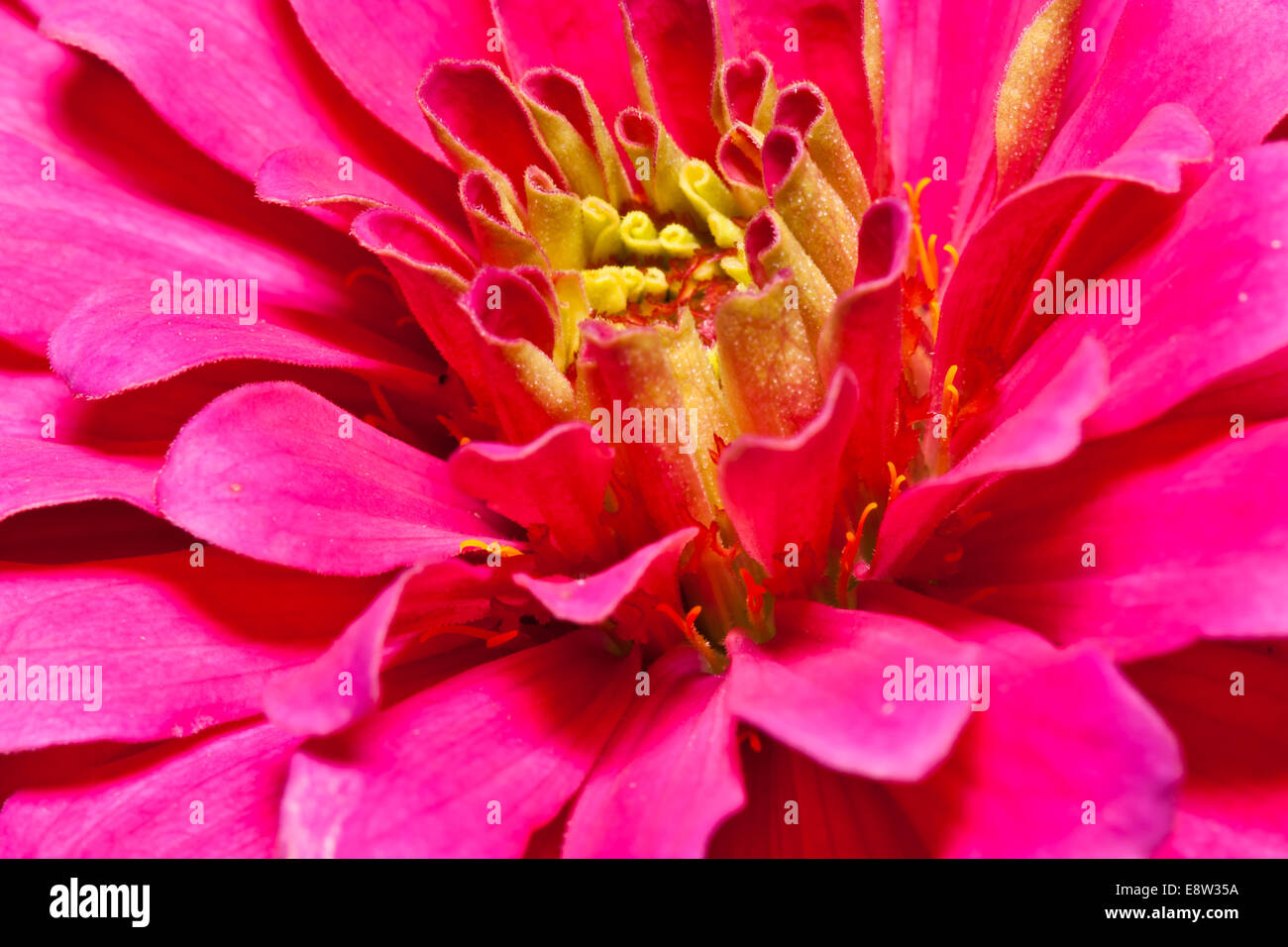 schöne Blume im Garten Stockfoto