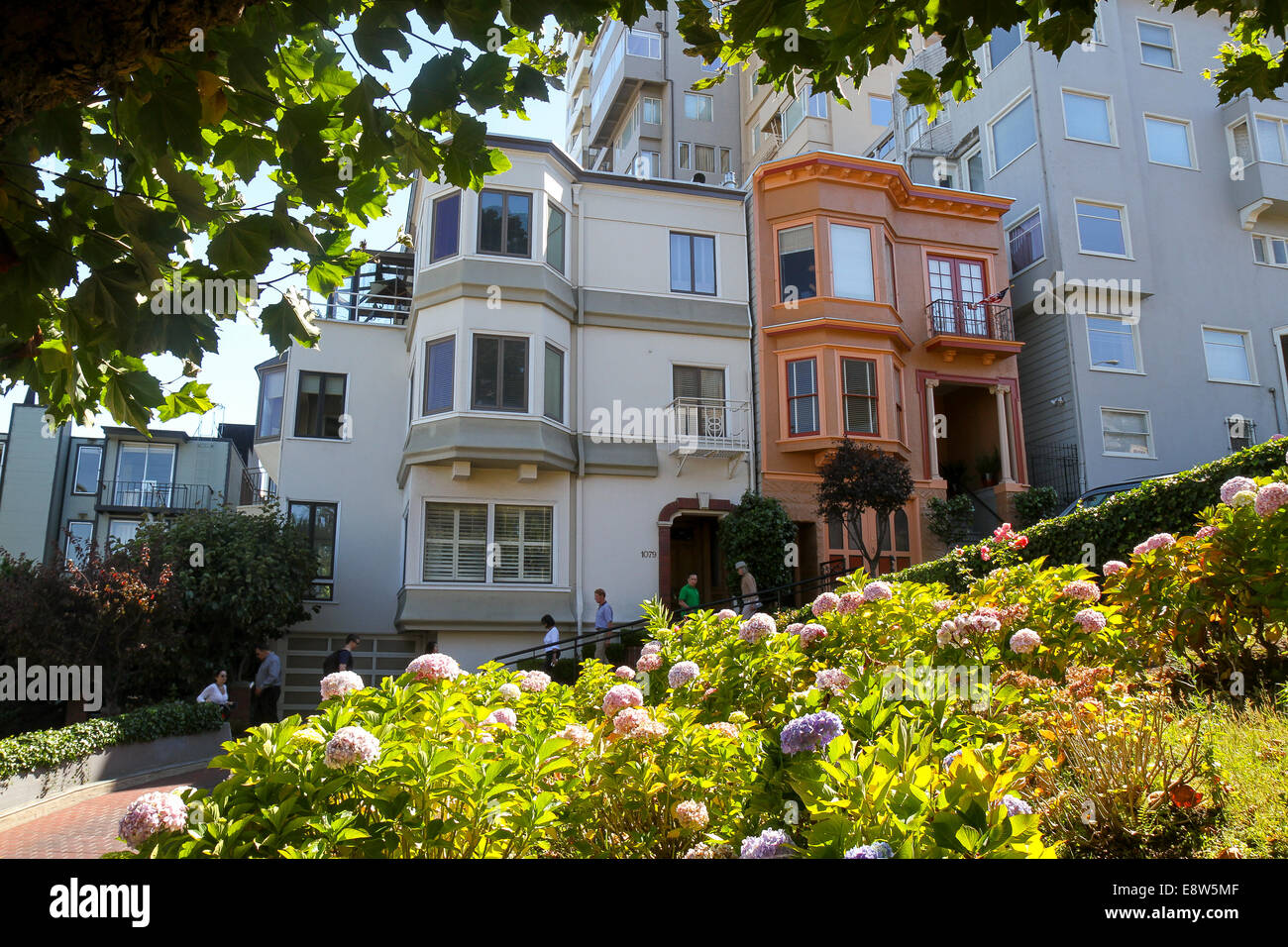 Blumen auf Lombard Street, Russian Hill, San Francisco Stockfoto
