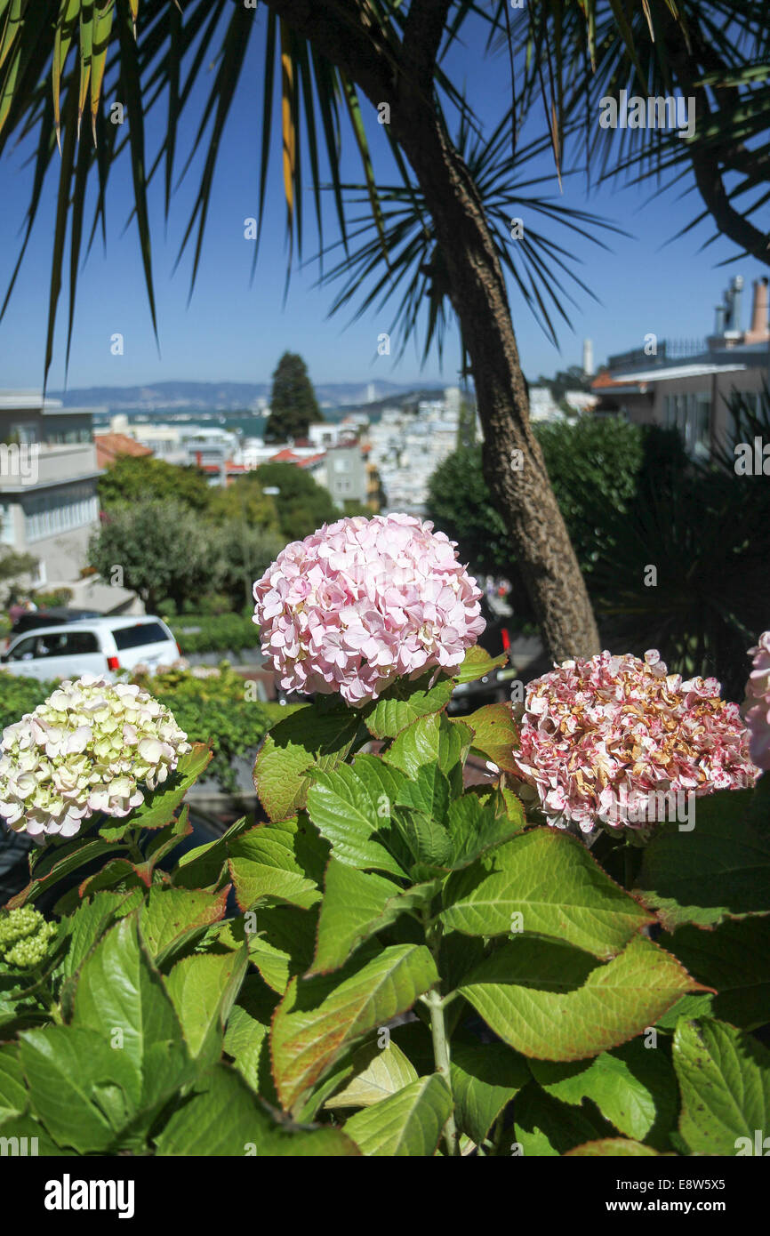 San francisco lombard street flowers Fotos und Bildmaterial in hoher