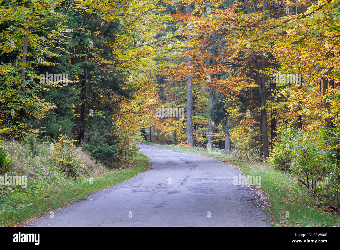 Straße in den herbstlichen Wald Stockfoto