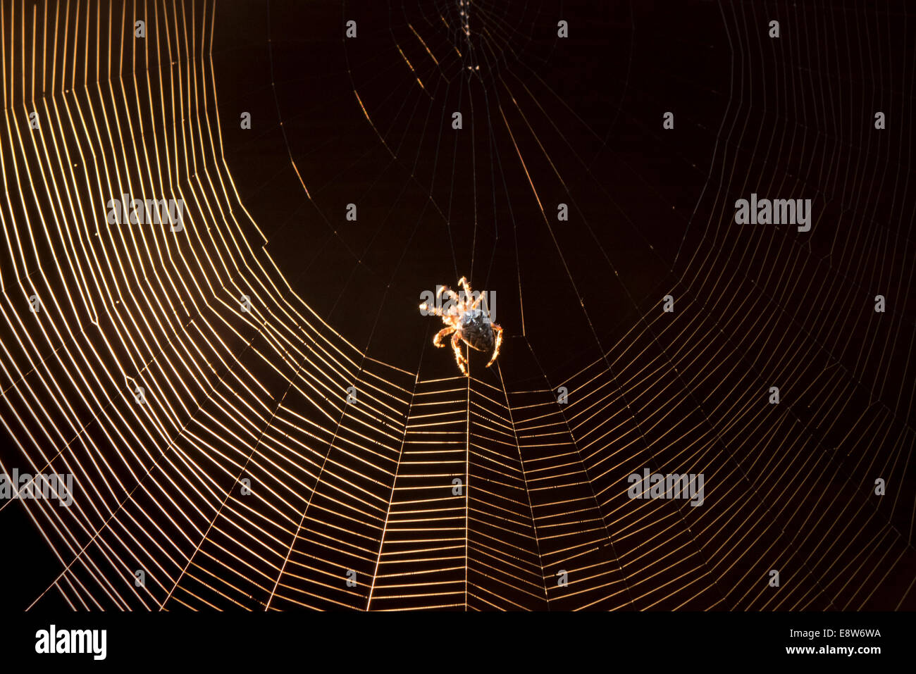 Kreuzspinne und Web. Stockfoto