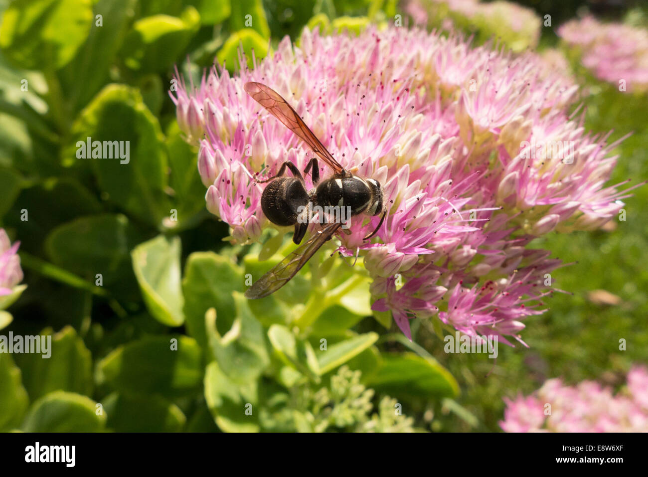 Große Hornisse auf Kulanchoe. Stockfoto
