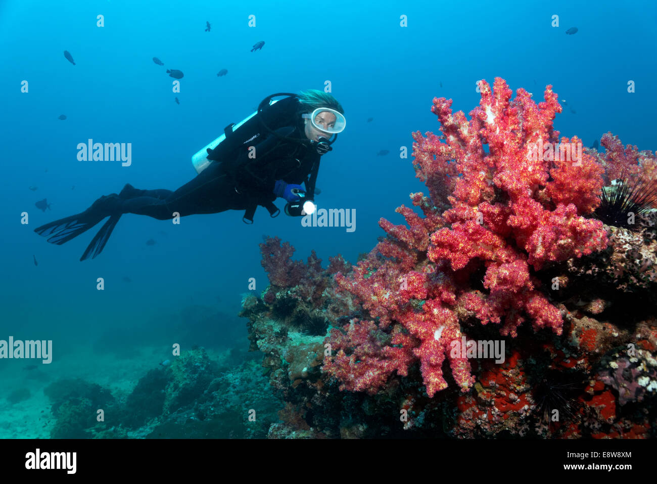 Taucher betrachten Nelke Korallen (Dendronephthya Klunzingeri) auf ein Riff, Dimaniyat Inseln Naturschutzgebiet, Al Batinah region Stockfoto
