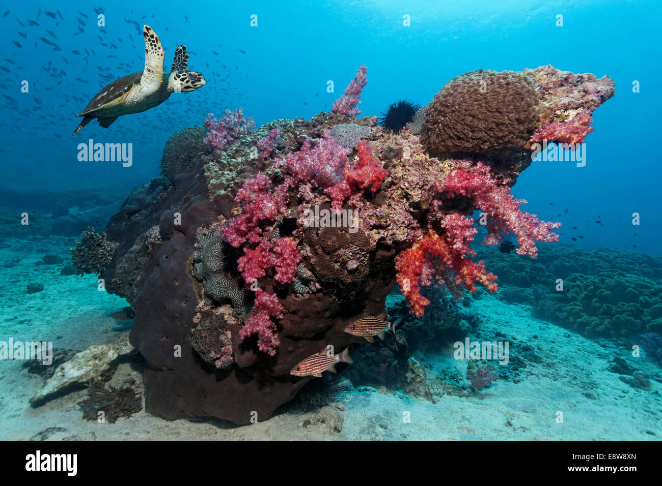 Hawksbill Schildkröte (Eretmochelys Imbricata) über ein Korallenriff schwimmen, Dimaniyat Inseln Naturschutzgebiet, Al Batinah region Stockfoto
