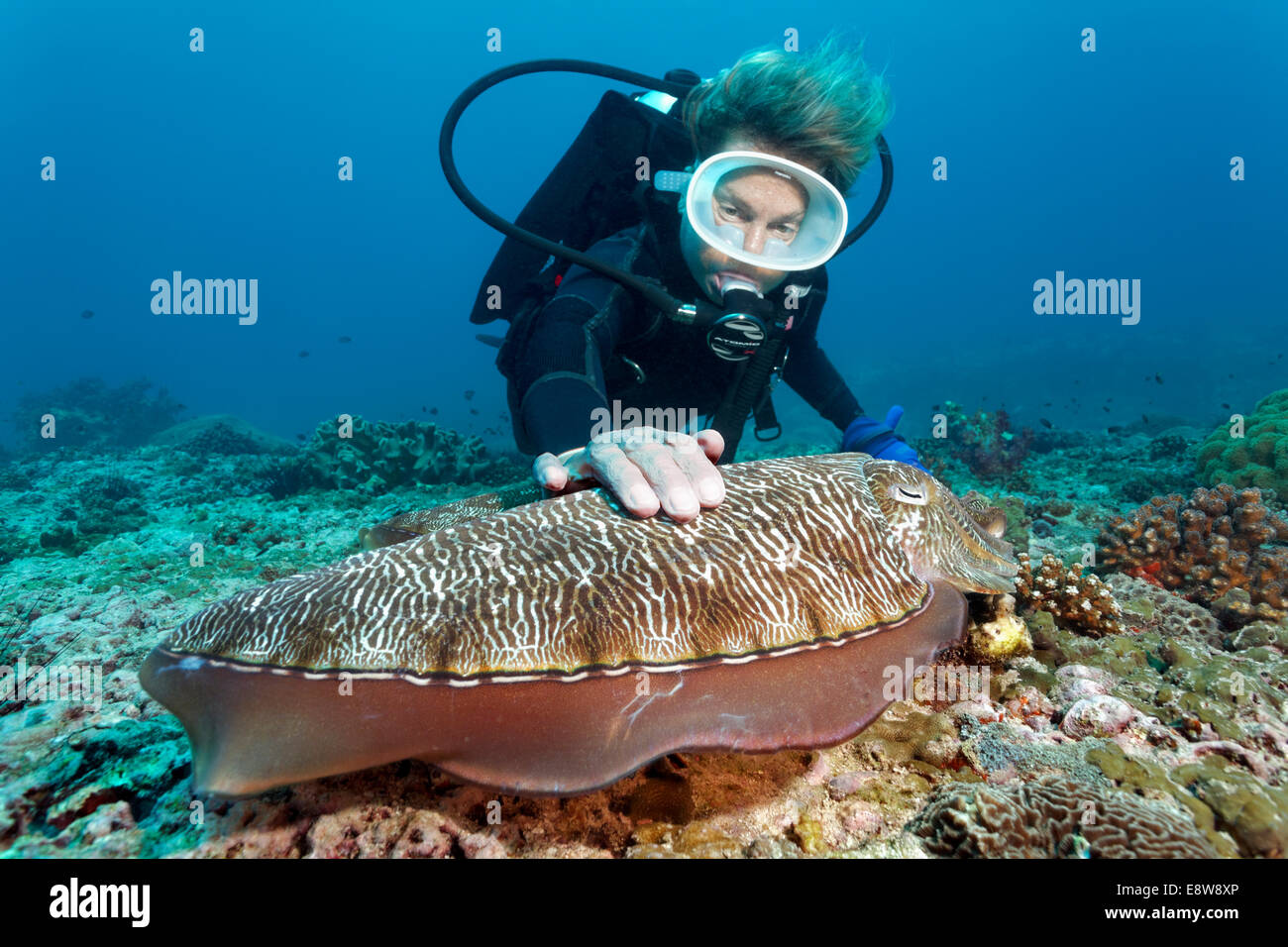Taucher berühren ein Broadclub Tintenfisch (Sepia finden), Dimaniyat Inseln Natur reservieren, Al Batinah Region Oman Stockfoto