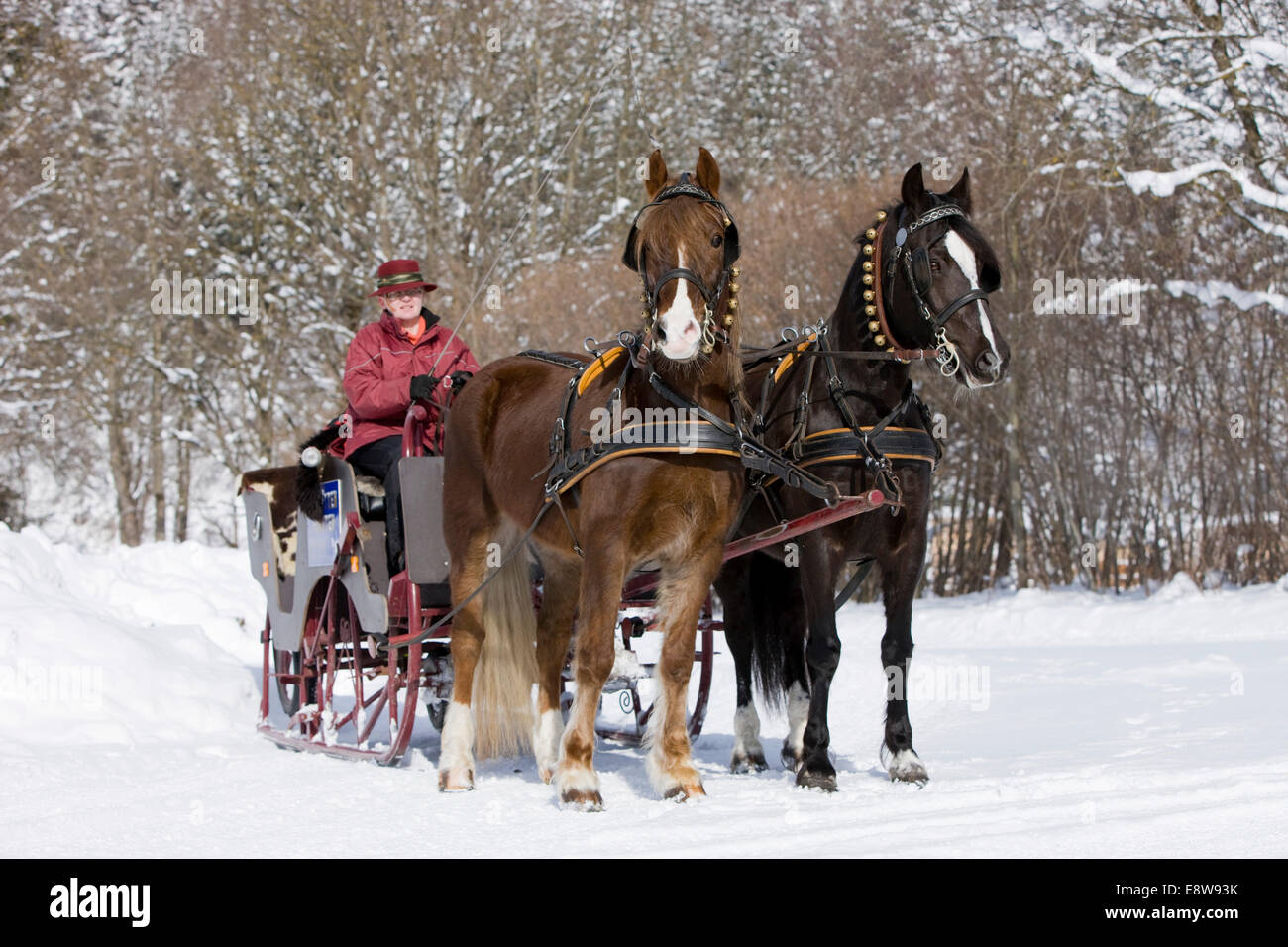 Mit Welsh Ponys im Winter Schlitten Sie, Schlitten Sie fahren, Söll, Tirol, Österreich Stockfoto