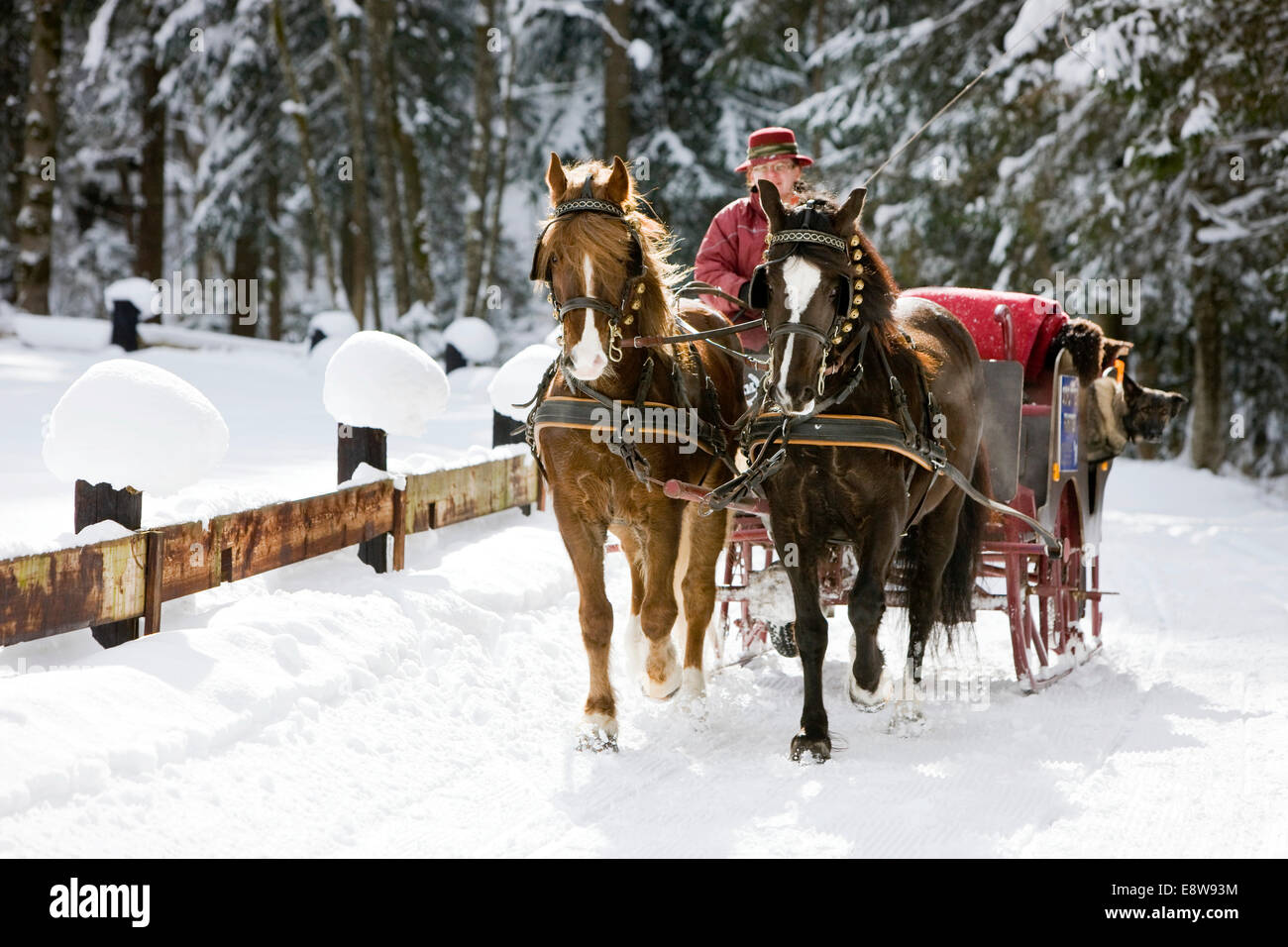 Mit Welsh Ponys im Winter Schlitten Sie, Schlitten Sie fahren, Söll, Tirol, Österreich Stockfoto