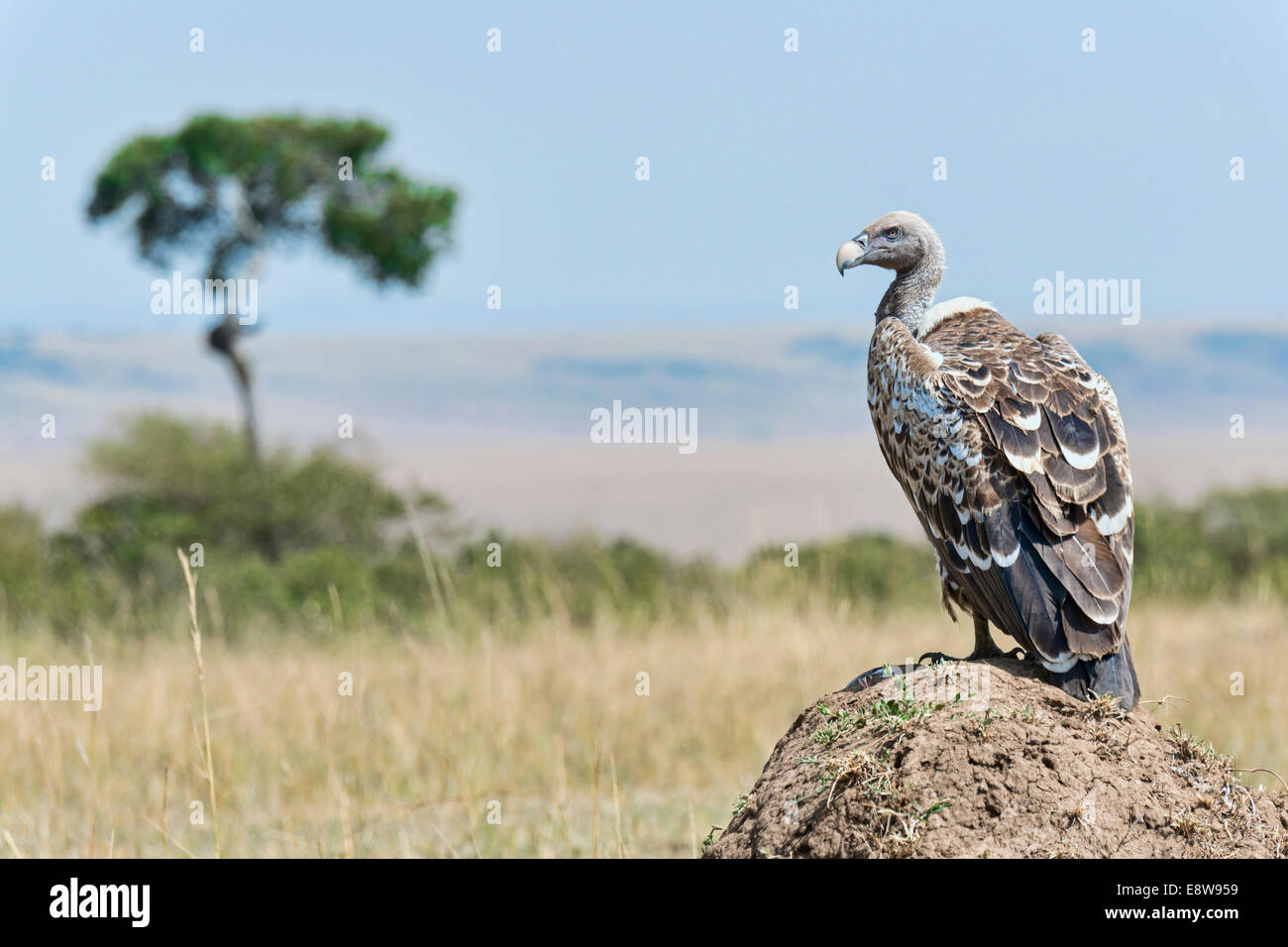 Rüppell Geier (abgeschottet Rueppellii), Massai Mara, Kenia Stockfoto