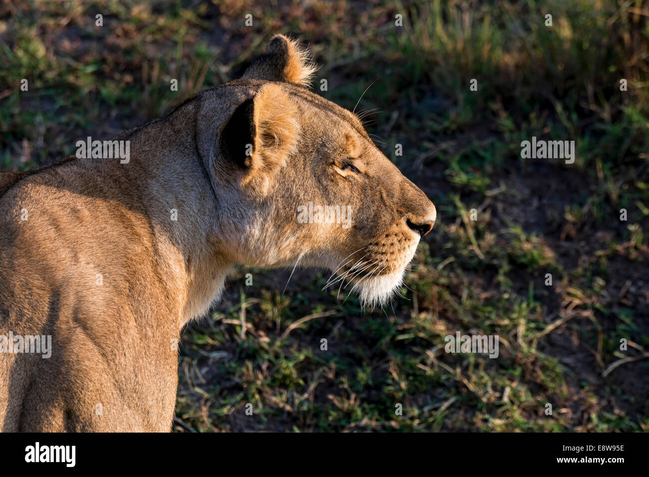 Löwin (Panthera Leo), Massai Mara, Kenia Stockfoto
