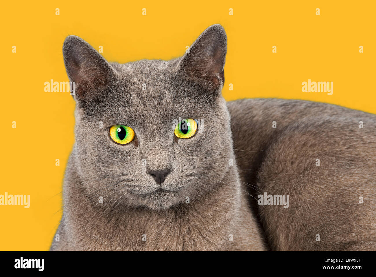 Reinrassige Katze Russisch Blau Stockfoto