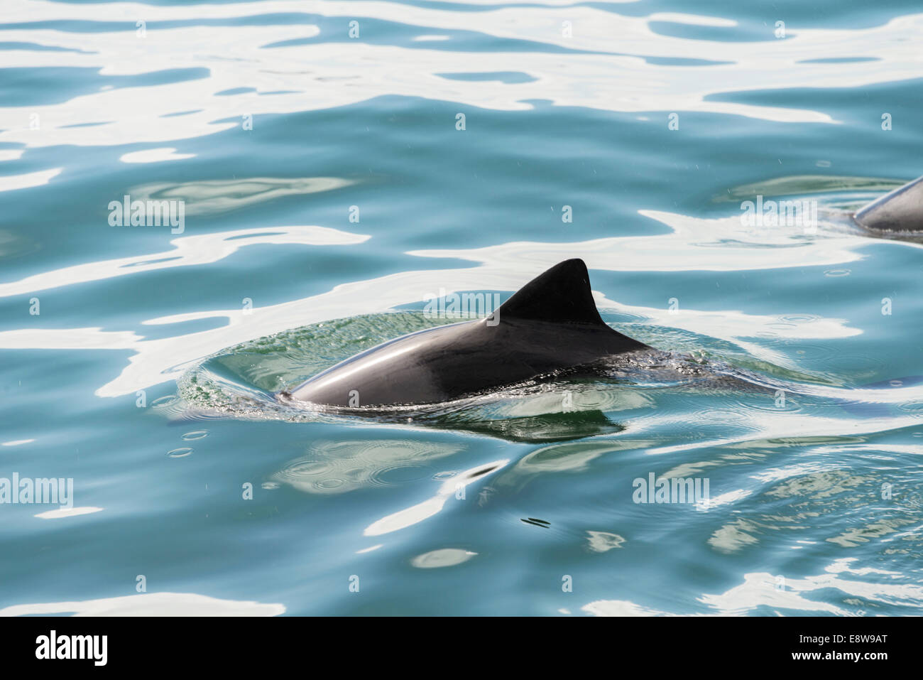 Dusky Dolphin (Lagenorhynchus Obscurus) in Walvis Bay, Namibia Stockfoto