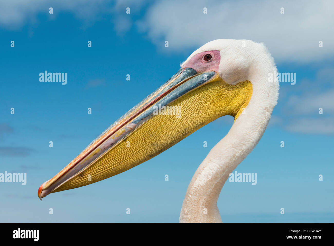 Großer weißer Pelikan (Pelecanus Onocrotalus), Porträt, Walvis Bay, Namibia Stockfoto