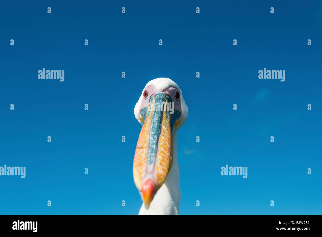 Großer weißer Pelikan (Pelecanus Onocrotalus), Porträt, Walvis Bay, Namibia Stockfoto