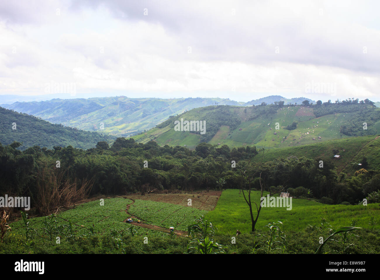 Felder in den Bergen, landwirtschaftliche Felder anzeigen Stockfoto