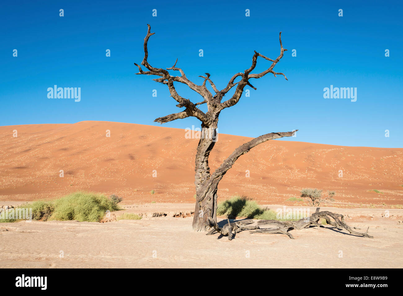 Toter Baum in Salz und Ton zu schwenken, Deadvlei, Sossusvlei, Namib-Wüste, Namibia Stockfoto