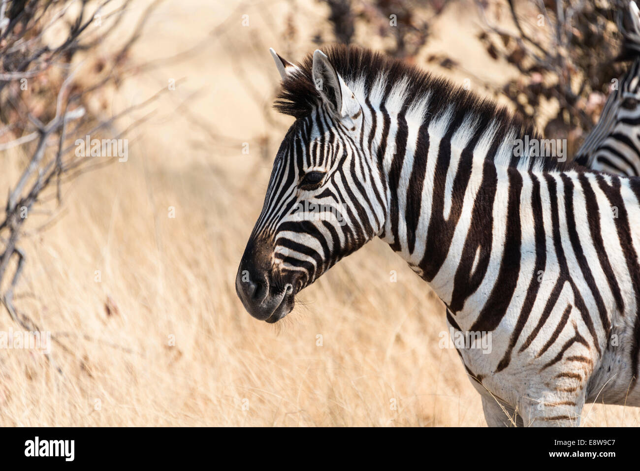 Ebenen Zebra (Equus Burchellii), Etosha Nationalpark, Namibia Stockfoto