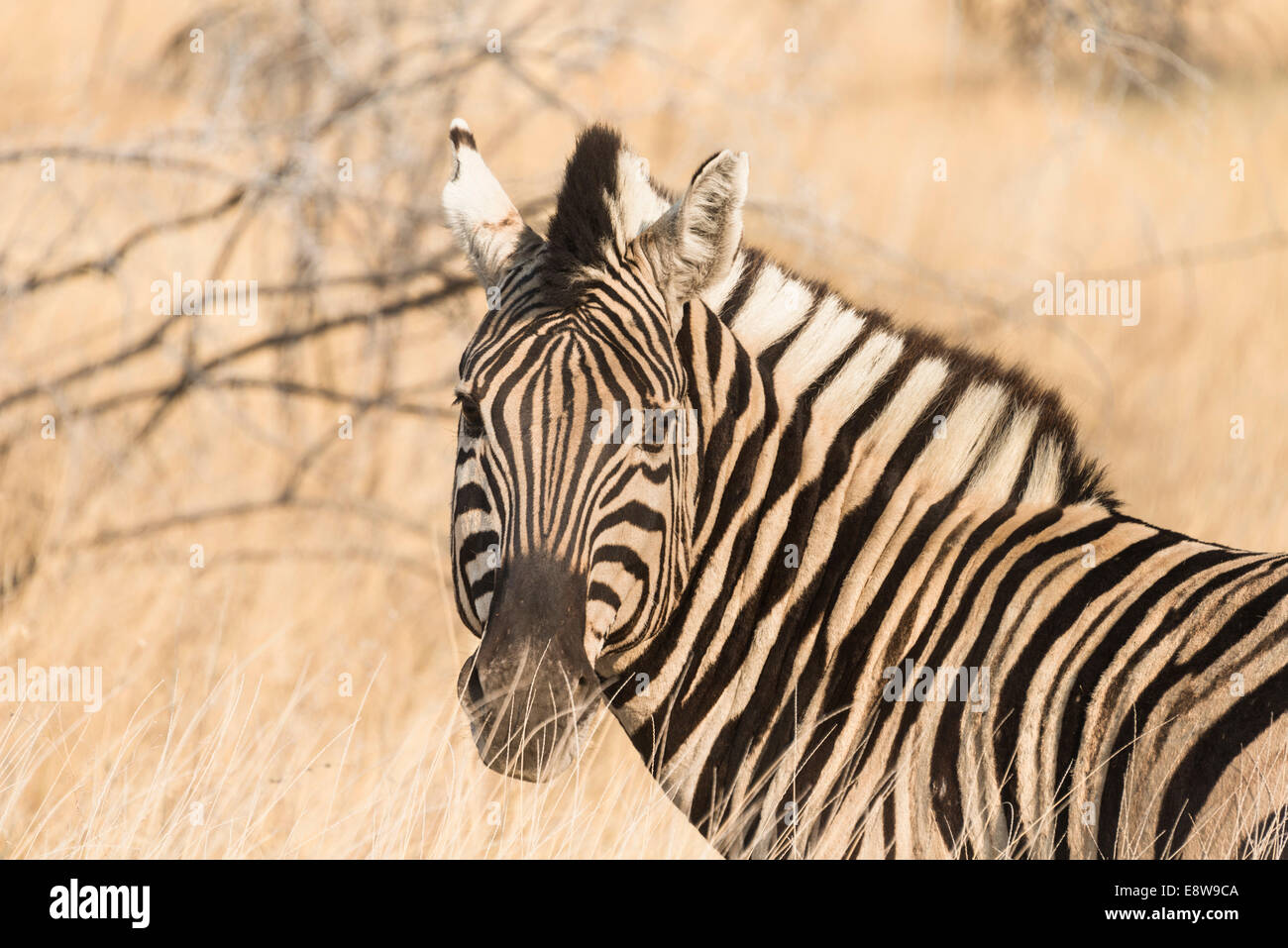 Ebenen Zebra (Equus Burchellii), Etosha Nationalpark, Namibia Stockfoto