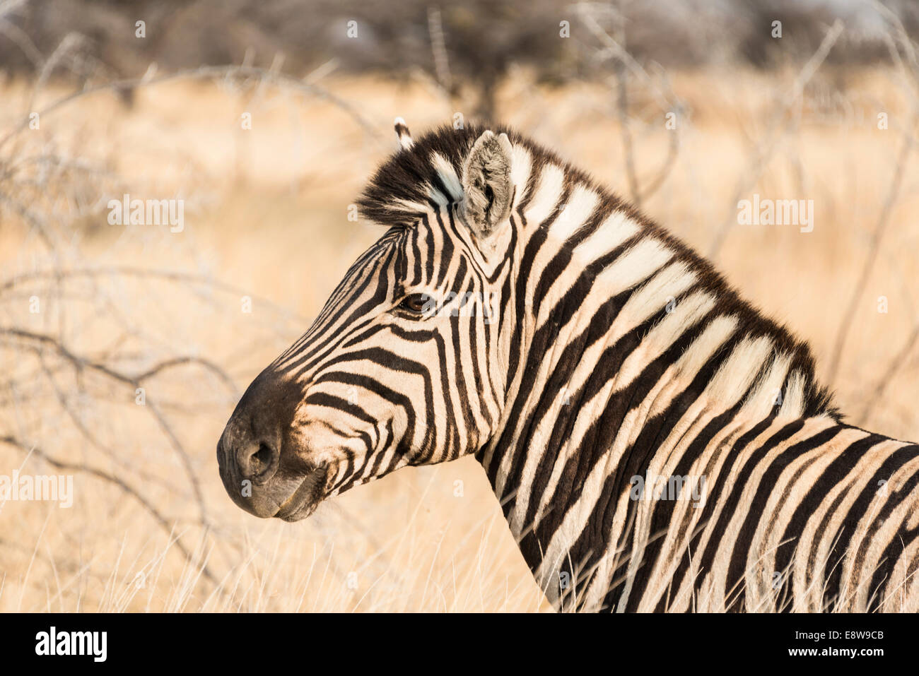 Ebenen Zebra (Equus Burchellii), Etosha Nationalpark, Namibia Stockfoto