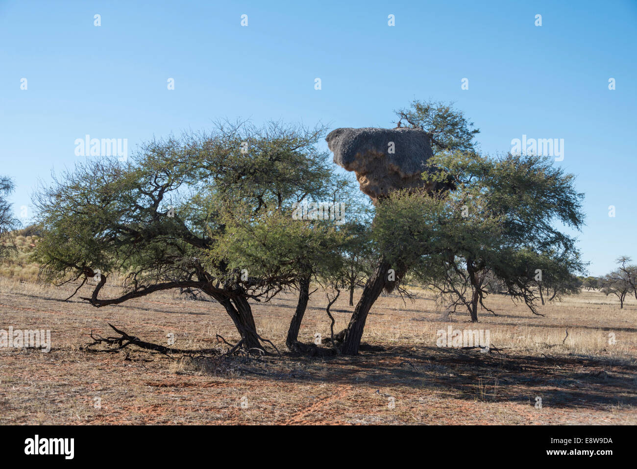 Kamel Dornenbaum (Acacia Erioloba) mit Verschachtelung Kolonie der Sociable Weber (Philetairus Socius), Kalahari, Namibia Stockfoto