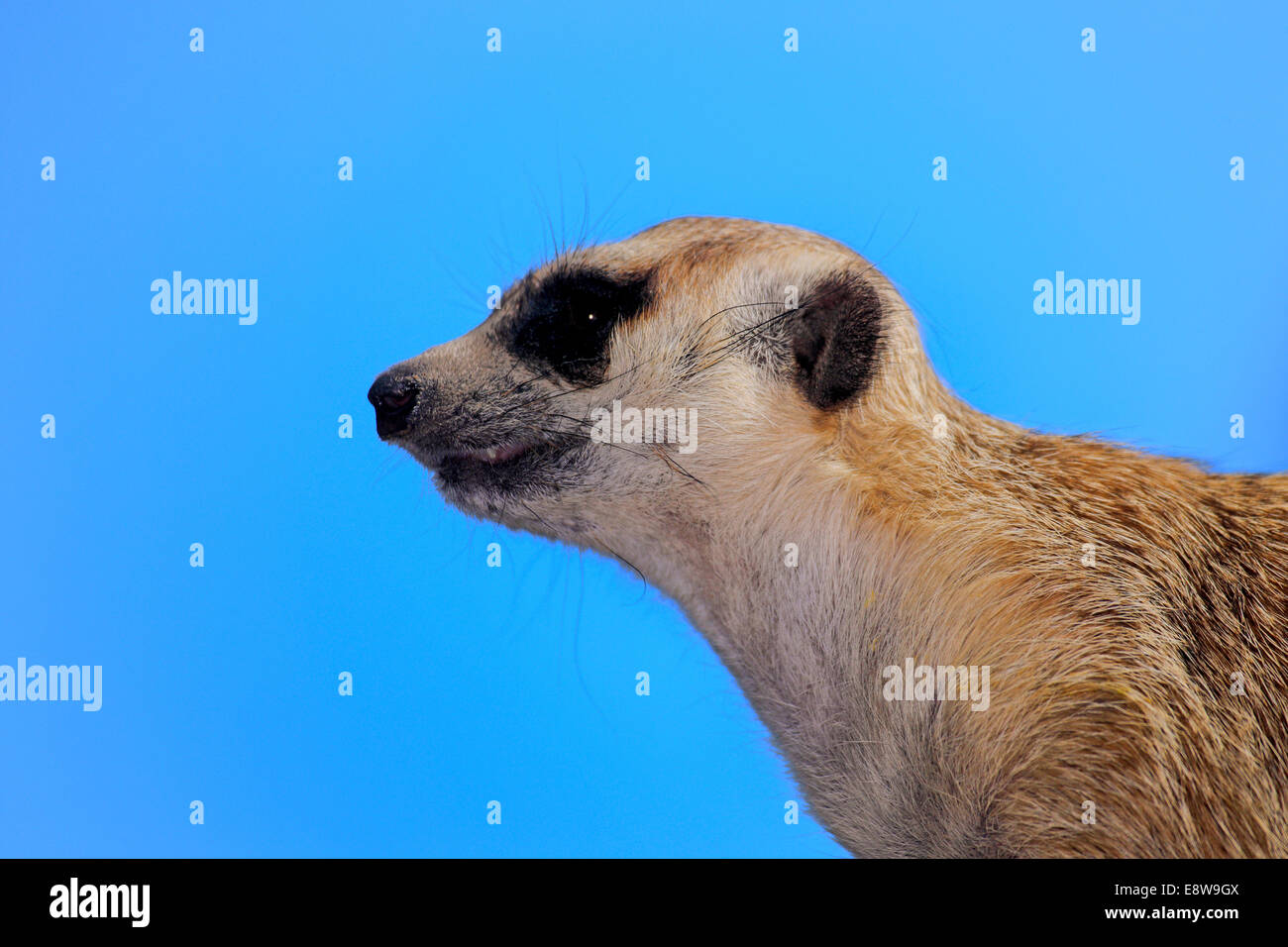 Erdmännchen (Suricata Suricatta) Erwachsenen warnen, kleine Karoo, Western Cape, Südafrika Stockfoto