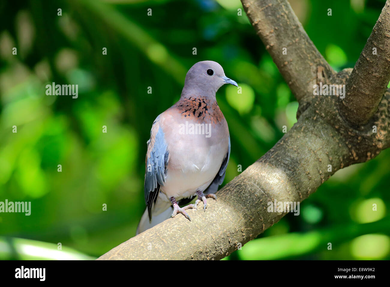 Lachende Taube (Streptopelia Senegalensis), Erwachsene auf Baum, Südafrika Stockfoto