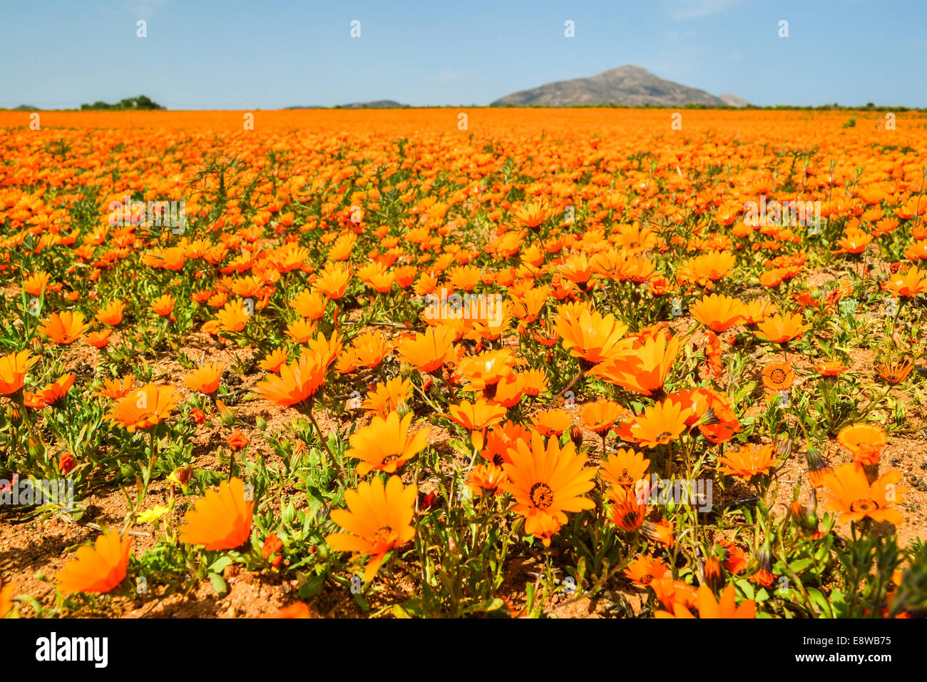 Orange Feld Frühlingsblumen von Northern Cape, South Africa Stockfoto