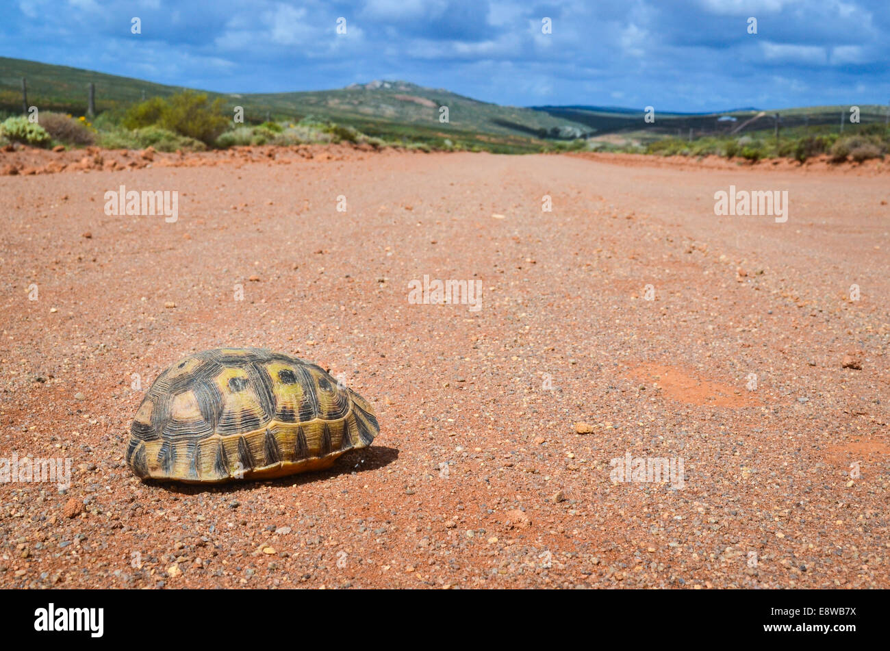 Eine Schildkröte versteckt in ihrer Schale auf einer breiten Schotterpiste zu öffnen, in der freien Landschaft Südafrikas Stockfoto