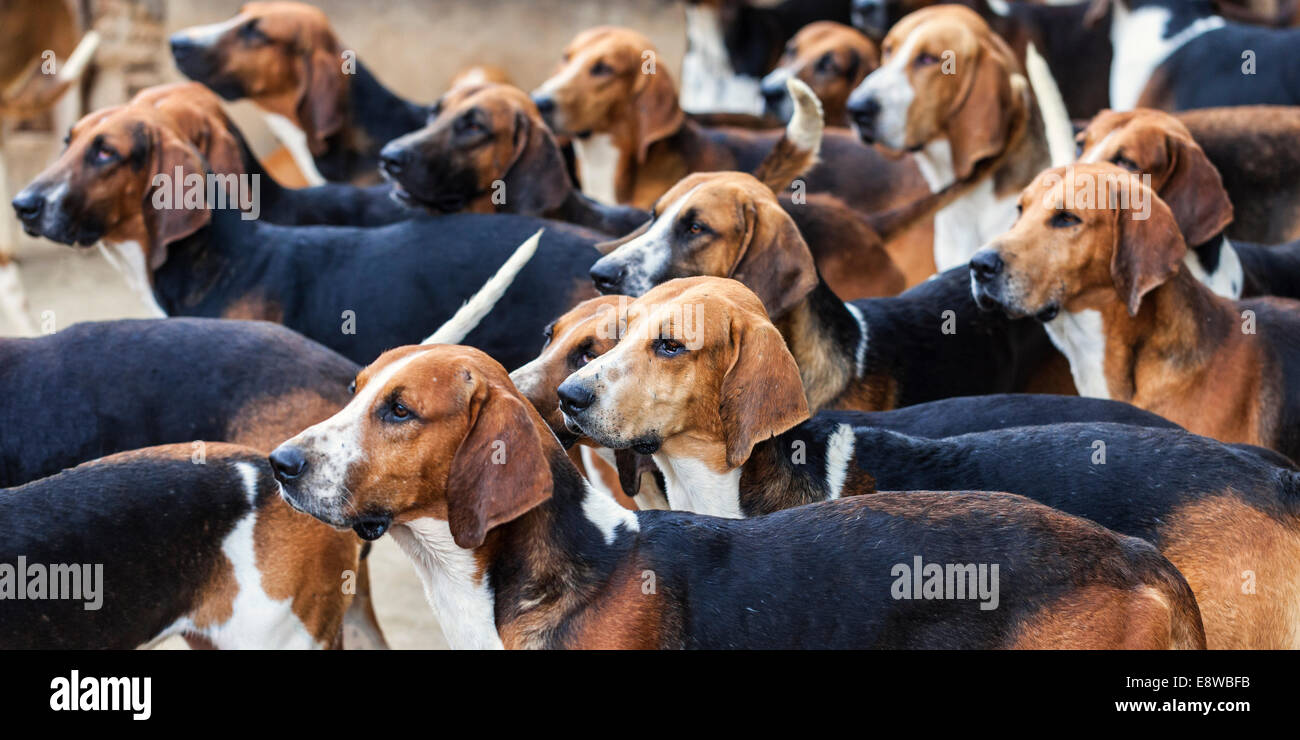 Jagdhunde, die in die gleiche Richtung zum Essen suchen Stockfoto