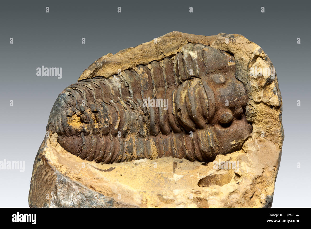Einzelne Trilobiten fossilen aus Marokko gegen einen leichten grauen Hintergrund Stockfoto