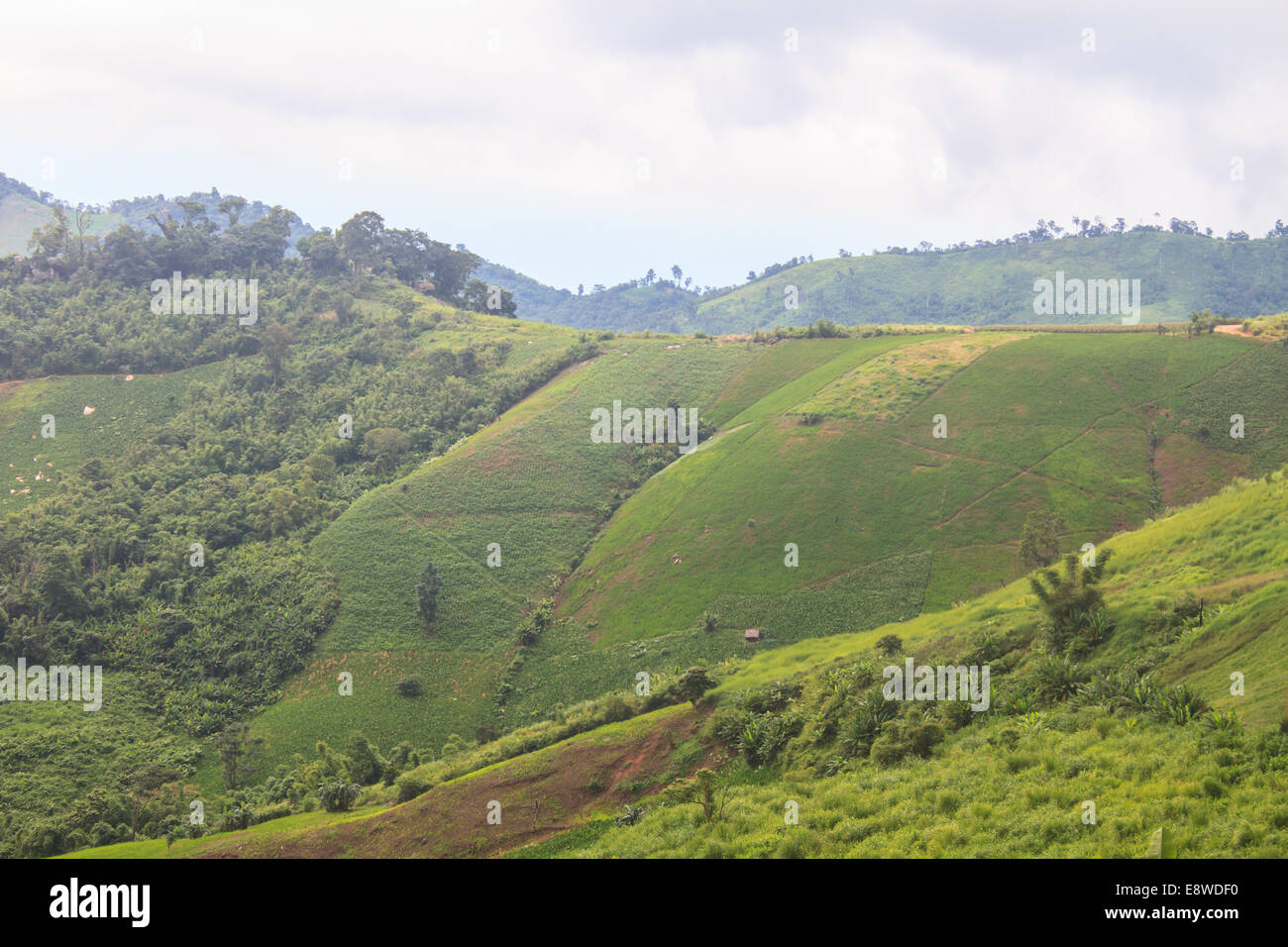 Felder in den Bergen, landwirtschaftliche Felder anzeigen Stockfoto