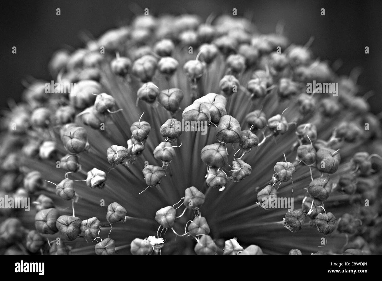 Allium Blumen - 6. Makro-Ansicht der dekorativen Zwiebel Blume. Die Bedeutung des Allium Blume ist Einheit. Schwarz / weiß Fotografie Stockfoto