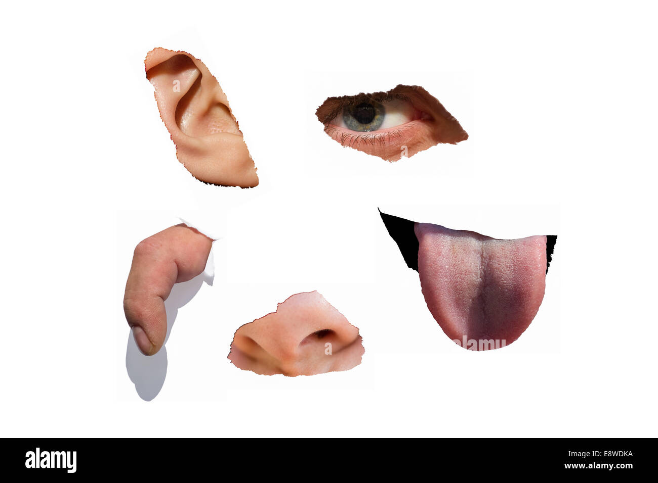 Collage der fünf Sinne - weiß. Collage aus fünf Makro-Fotos von einem menschlichen Auge, Ohr, Finger, Nase und Zunge Stockfoto