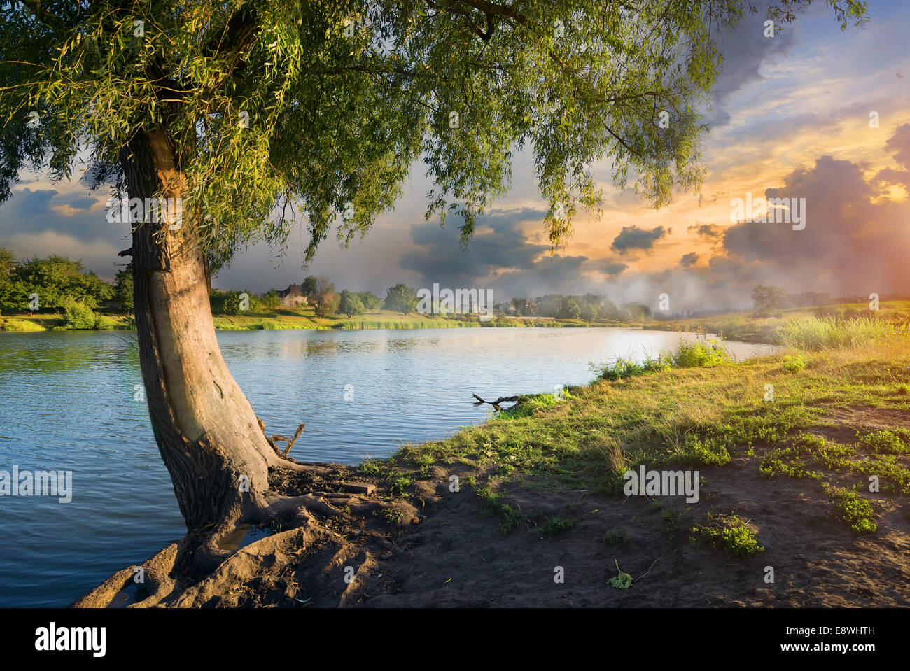 Korbweide und Nebel über ruhiger Fluss am Morgen Stockfoto