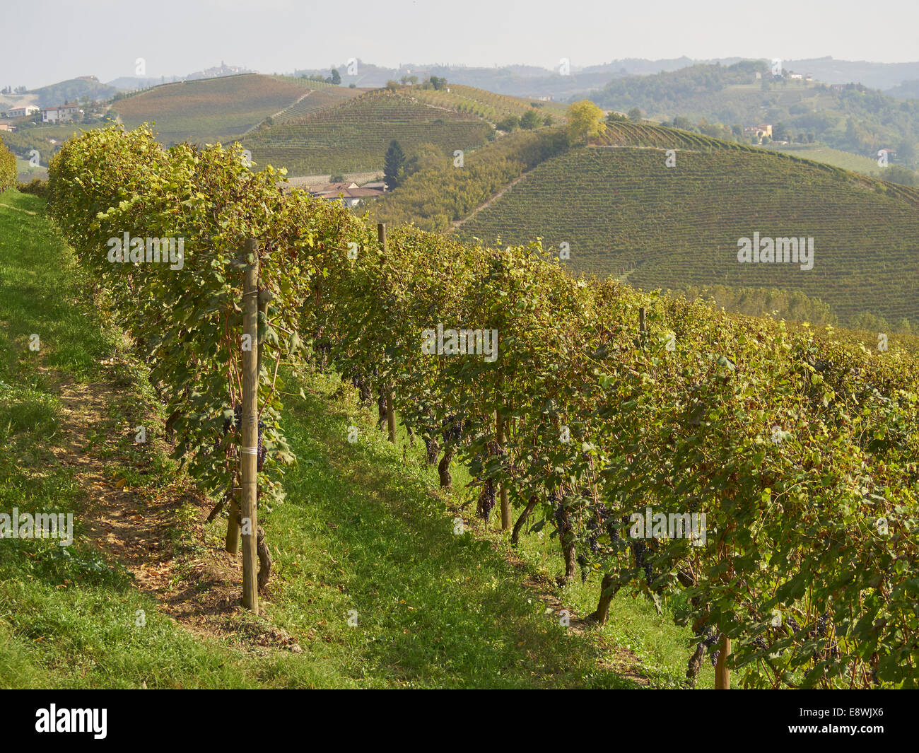 Weinberge, Barolo-Zone, Langhe, Italien Stockfoto