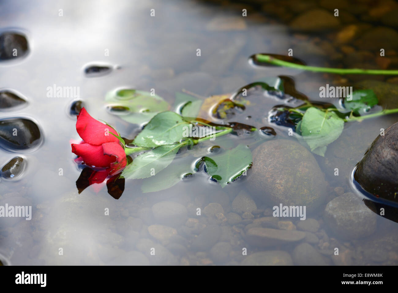 Eine Rose in einem Fluss schwimmen Stockfoto