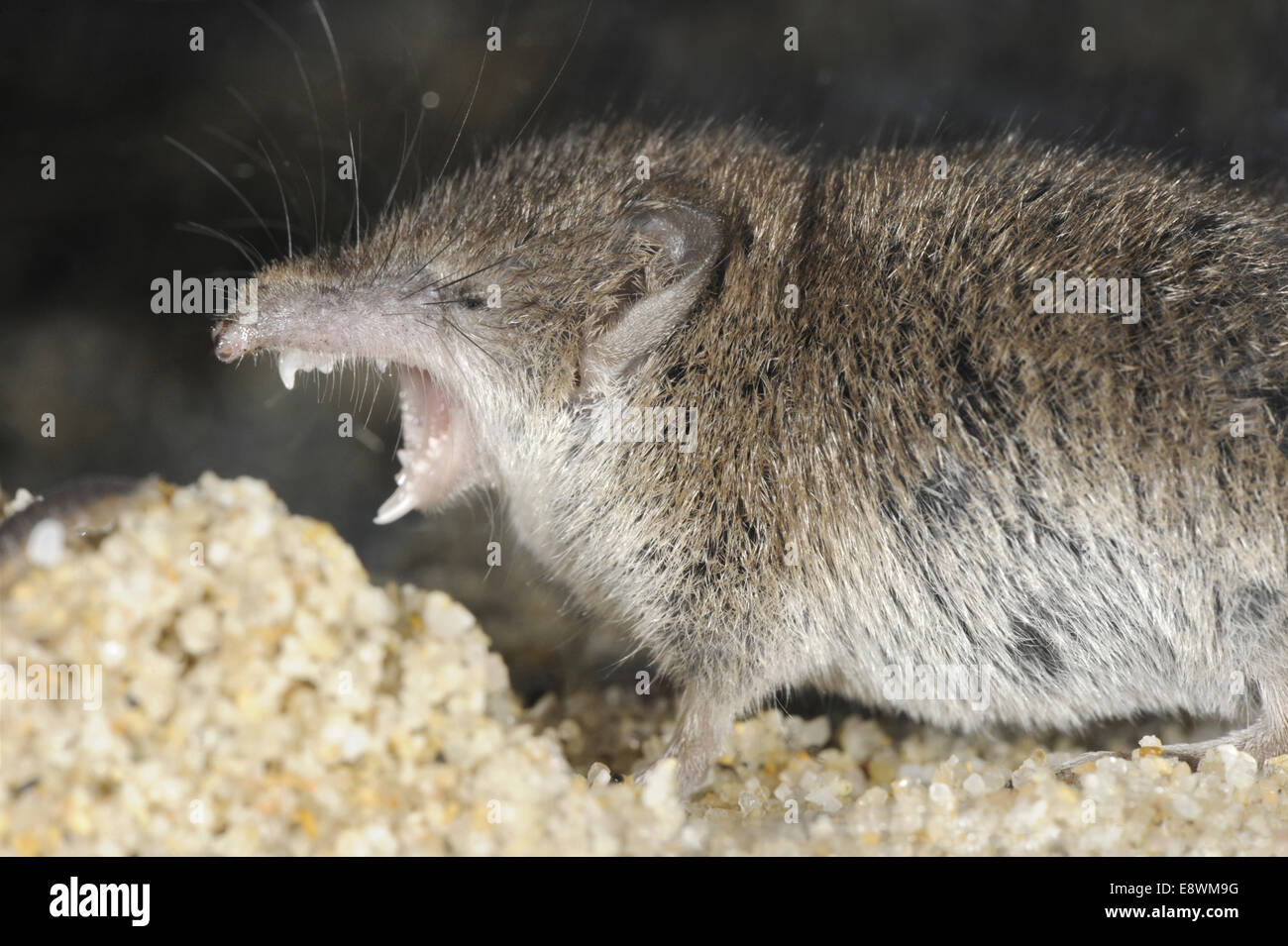Weniger weißtoothed Spitzmaus Crocidura suaveolens Stockfotografie